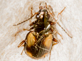 Bembidion femoratum